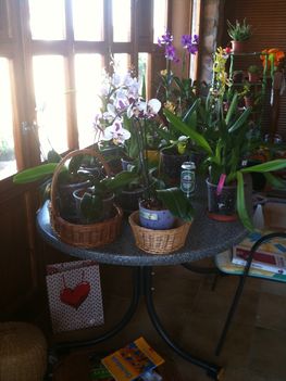 Orchideák 054