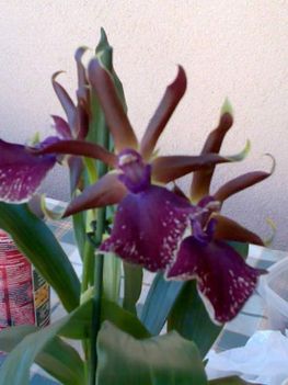 Orchideák 055