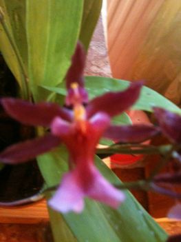Orchideák 056