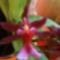 Orchideák 056