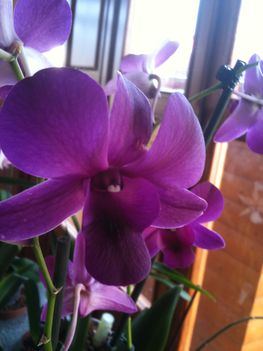 Orchideák 057