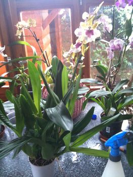Orchideák 058