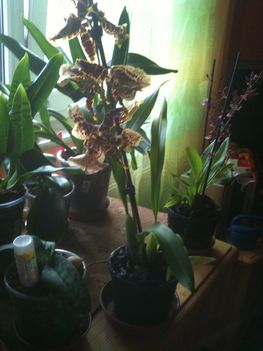 Orchideák 061
