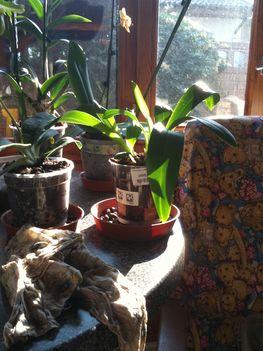 Orchideák 063