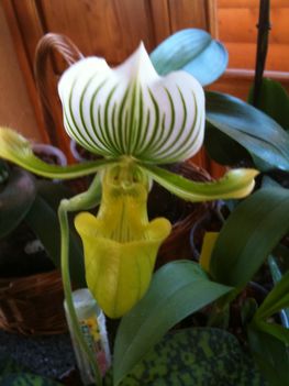 Orchideák 064