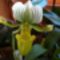 Orchideák 064