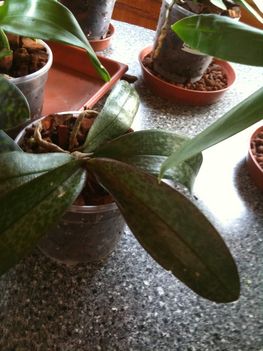 Orchideák 065
