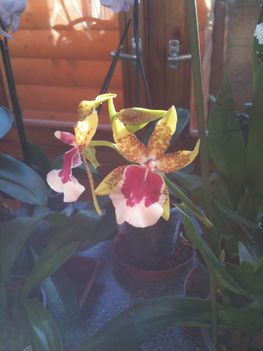 Orchideák 067