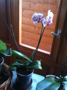 Orchideák 070