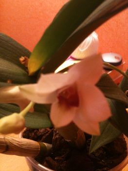 Orchideák 071