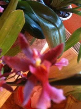 Orchideák 074