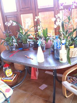 Orchideák 075