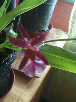 Orchideák 076