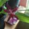 Orchideák 076