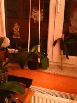 Orchideák 077