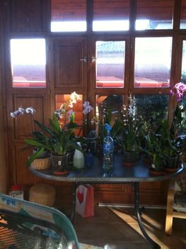 Orchideák 078