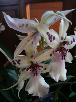 Orchideák 080