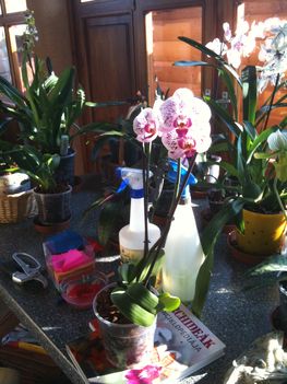 Orchideák 081