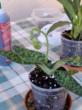 Orchideák 082