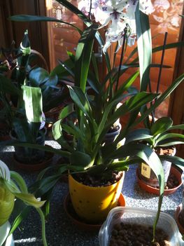 Orchideák 084