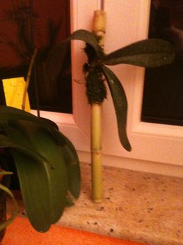 Orchideák 087