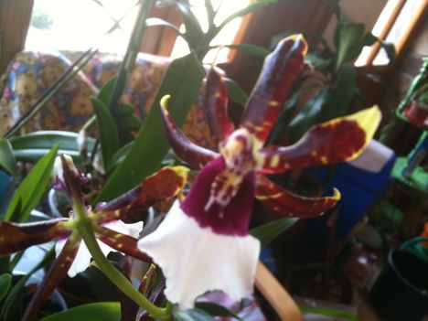 Orchideák 088