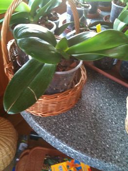 Orchideák 092