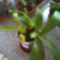Orchideák 093