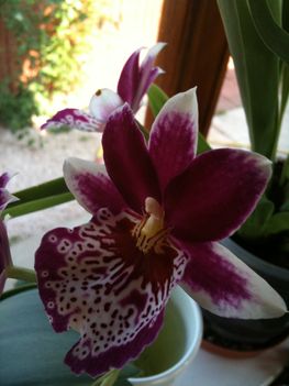Orchideák 096