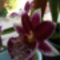 Orchideák 096