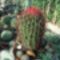 Ferrocactus gracilis