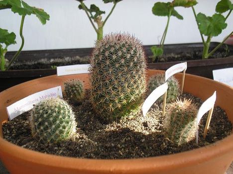 kaktusztál 2