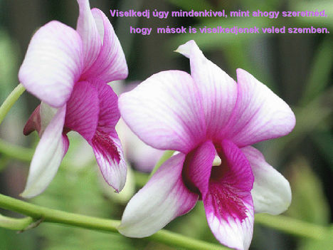 Orhideával felvillanó gondolatok 10