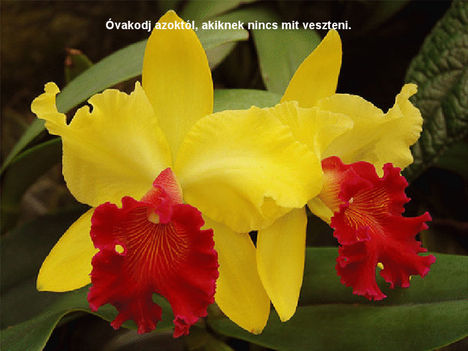 Orhideával felvillanó gondolatok 2