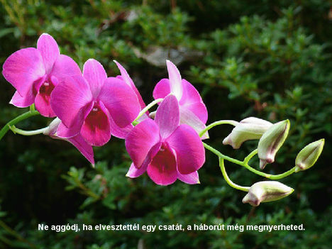 Orhideával felvillanó gondolatok 4