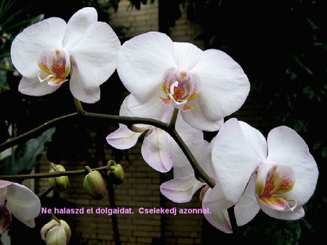 Orhideával felvillanó gondolatok 5