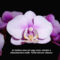 Orhideával felvillanó gondolatok 9