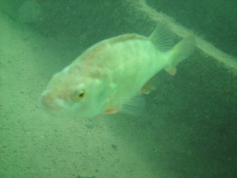 Dorog 3