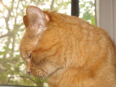garfield 1
