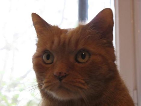 garfield 2
