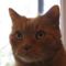 garfield 2