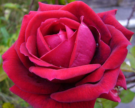 red%20rosa