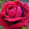 red%20rosa