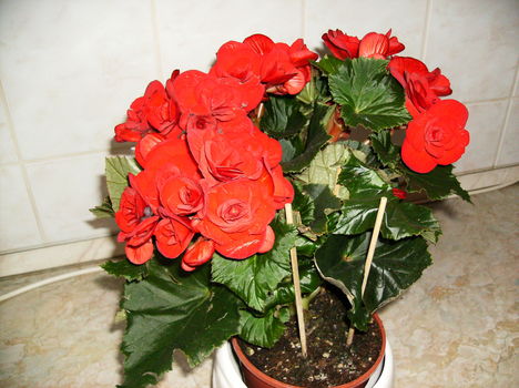 2009-06-20 10-51-14_0003