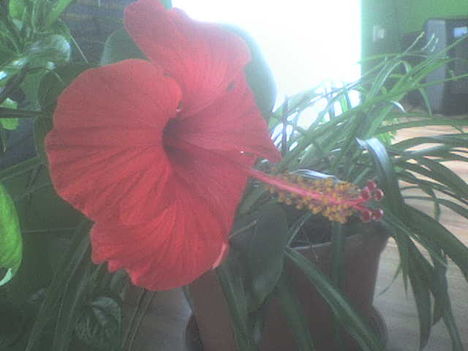 hibiszkusz