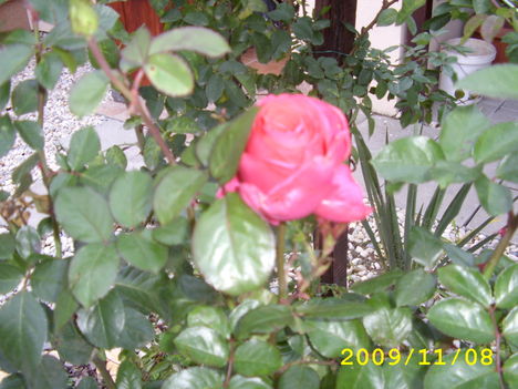 októberi rózsa