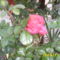 októberi rózsa