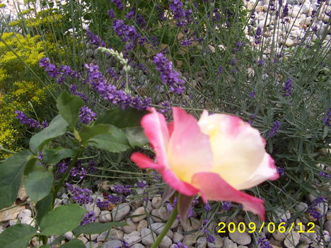 rózsa és a levendula