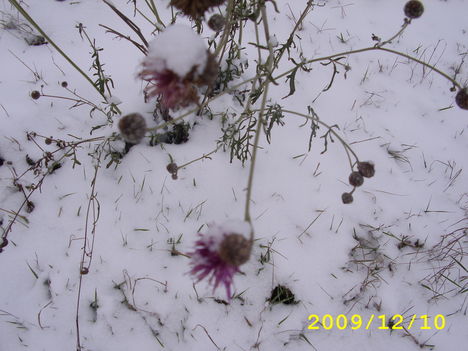 a bogáncs virág a hó alatt még nyilott