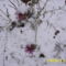a bogáncs virág a hó alatt még nyilott